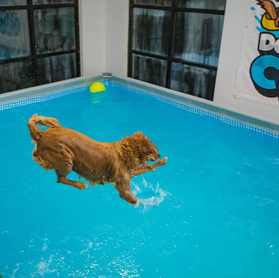 Pet Friendly Dog Pool Club