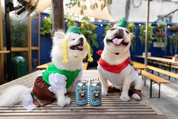 Get Halloween Dog Paw Ty Costume Contest Free Wallpaper Halloween Dog Paw Ty Costume Contest Free HD