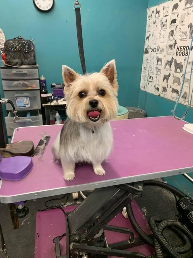 Pet Friendly Cosmo’s Cuts Pet Grooming & Boutique
