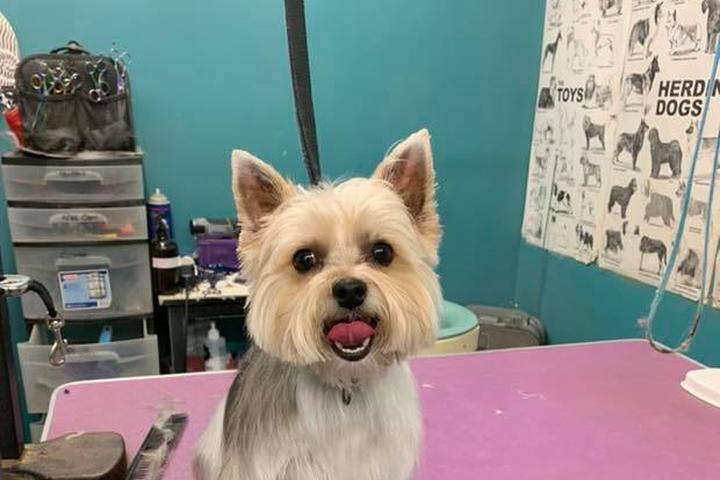 Pet Friendly Cosmo’s Cuts Pet Grooming & Boutique