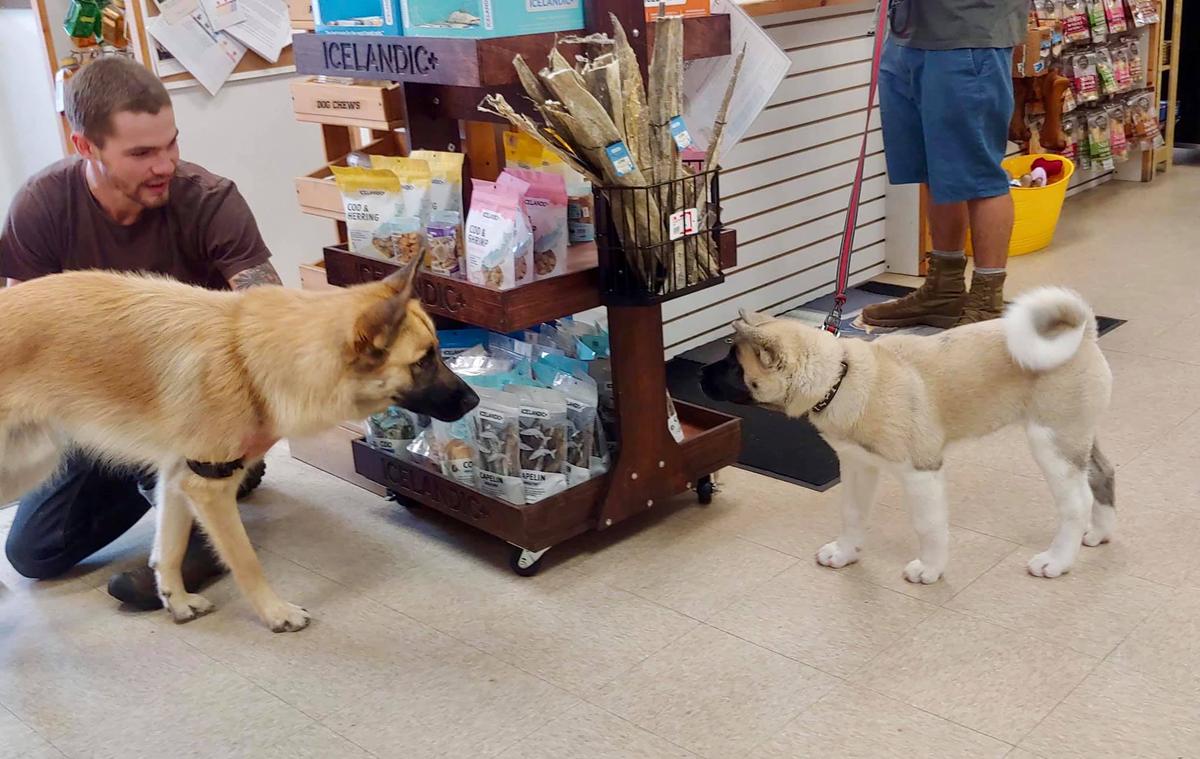 northern country pet supplies