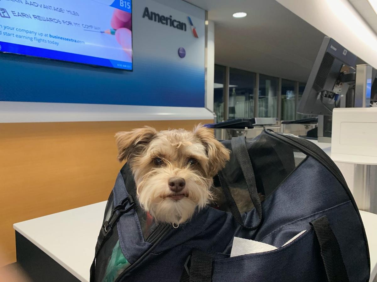 American airlines ship outlet dog