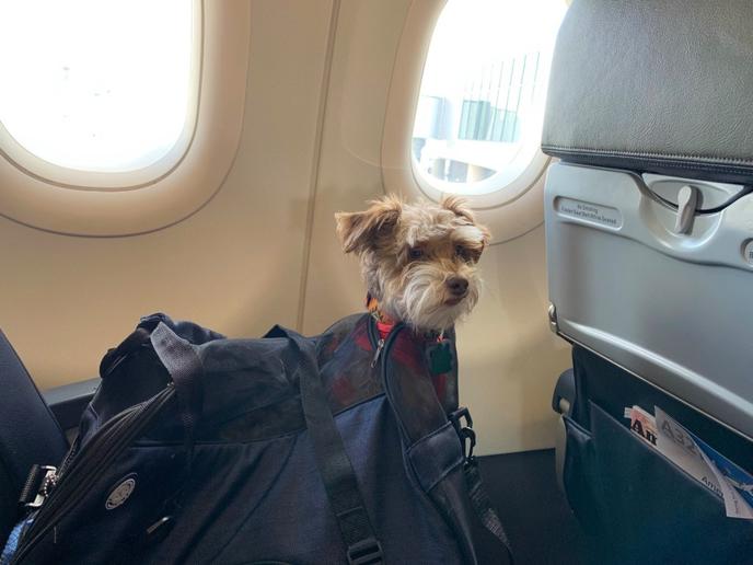American Airlines Traveling With Dog: Essential Tips for Stress-Free Flights