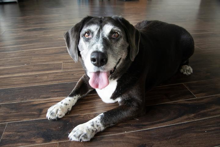 Directory of Animal Shelters in Cleveland, OH - BringFido Directory of Animal Shelters in Cleveland, OH - BringFido