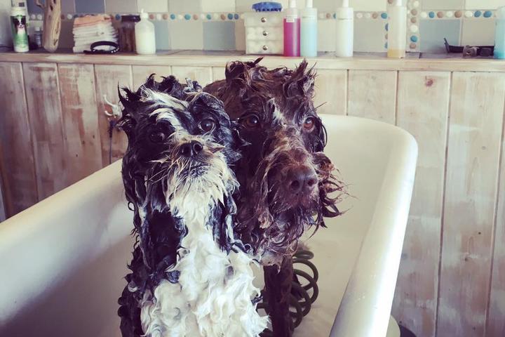 Pet Friendly Dirty Dog Wash