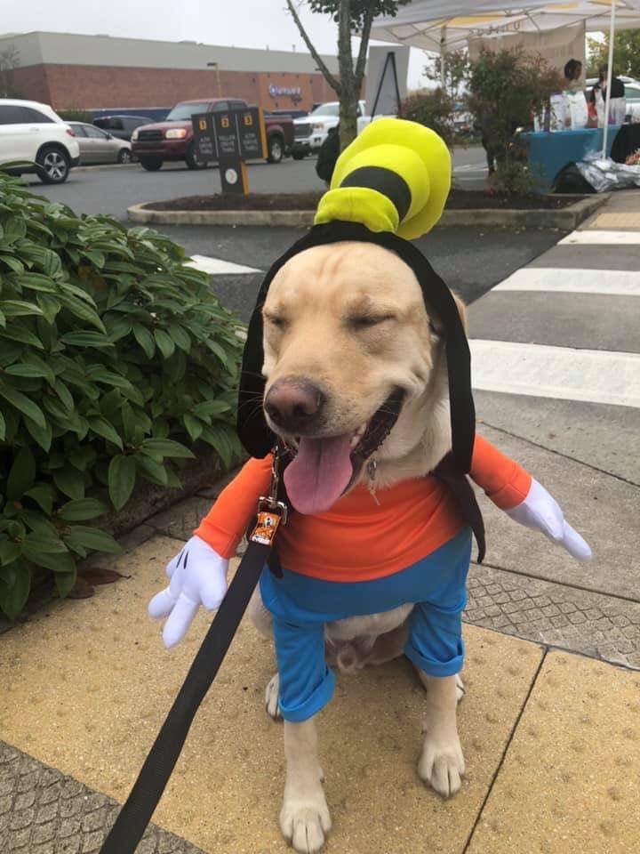 Friends of Fido Present 26 Howl o ween Costume Ideas BringFido