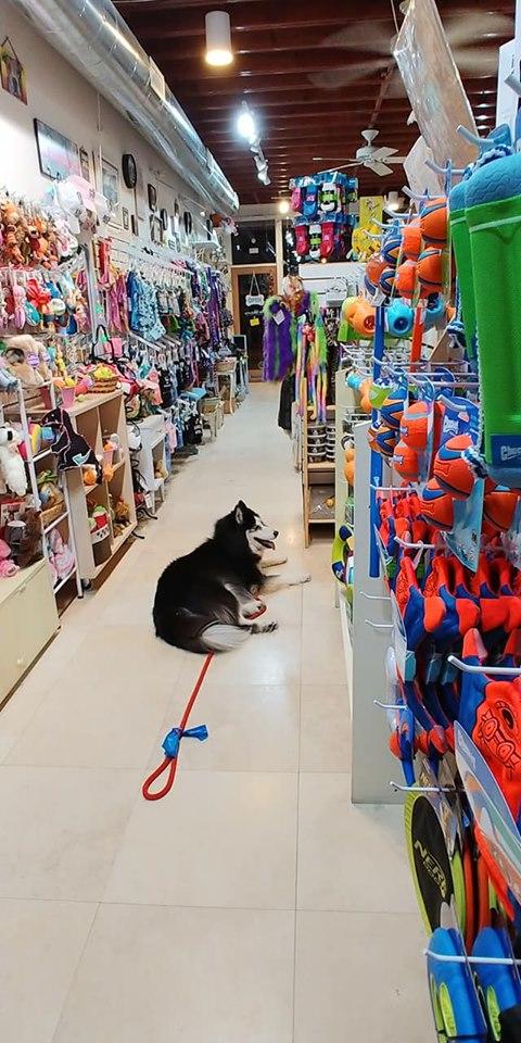 Dog boutiques deals near me