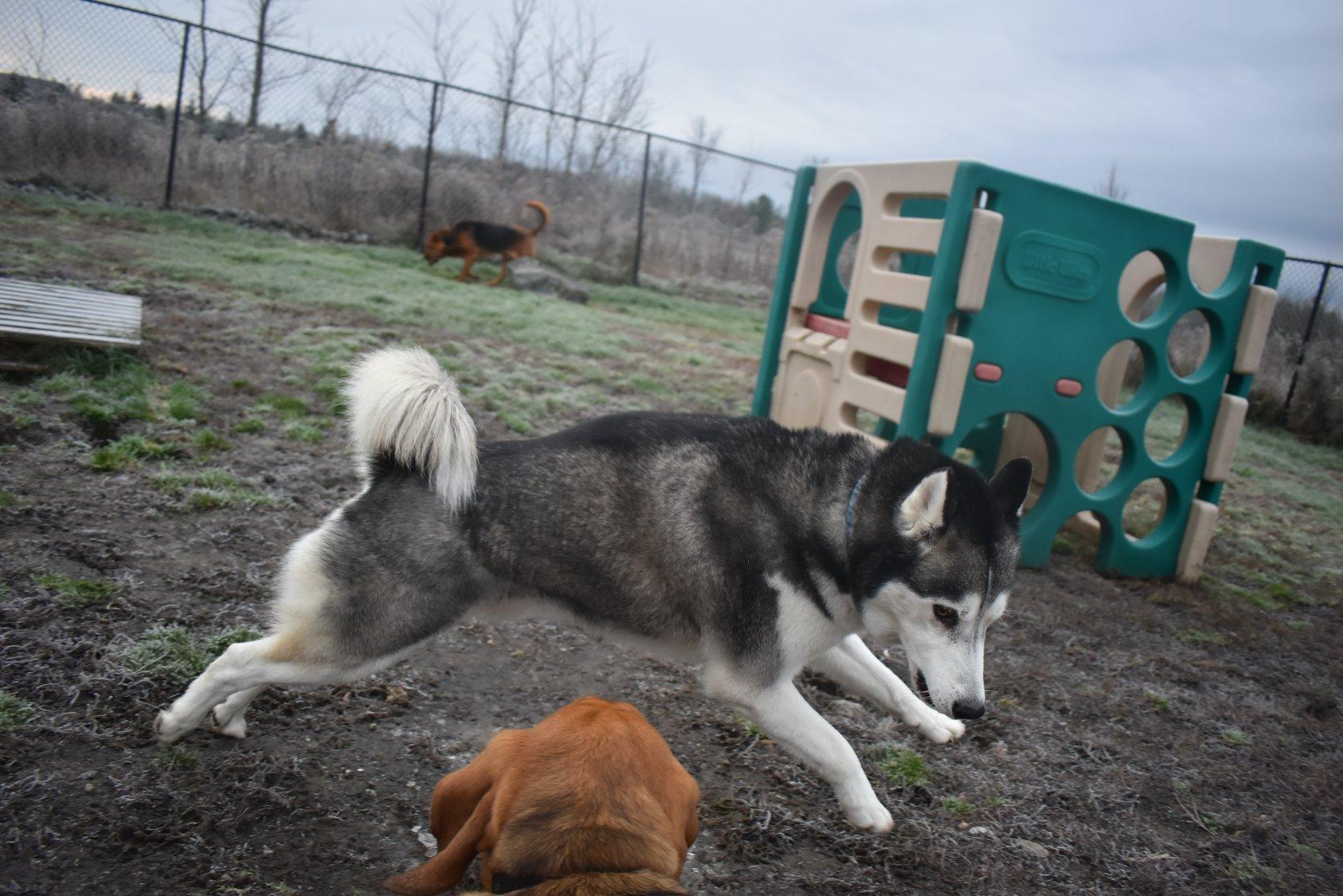 Tails & Trails Country Pet Resort Tails & Trails Country Pet Resort