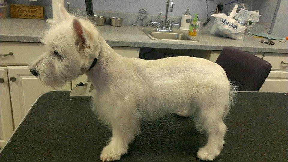 Pet Friendly Waggin’ Tails Grooming