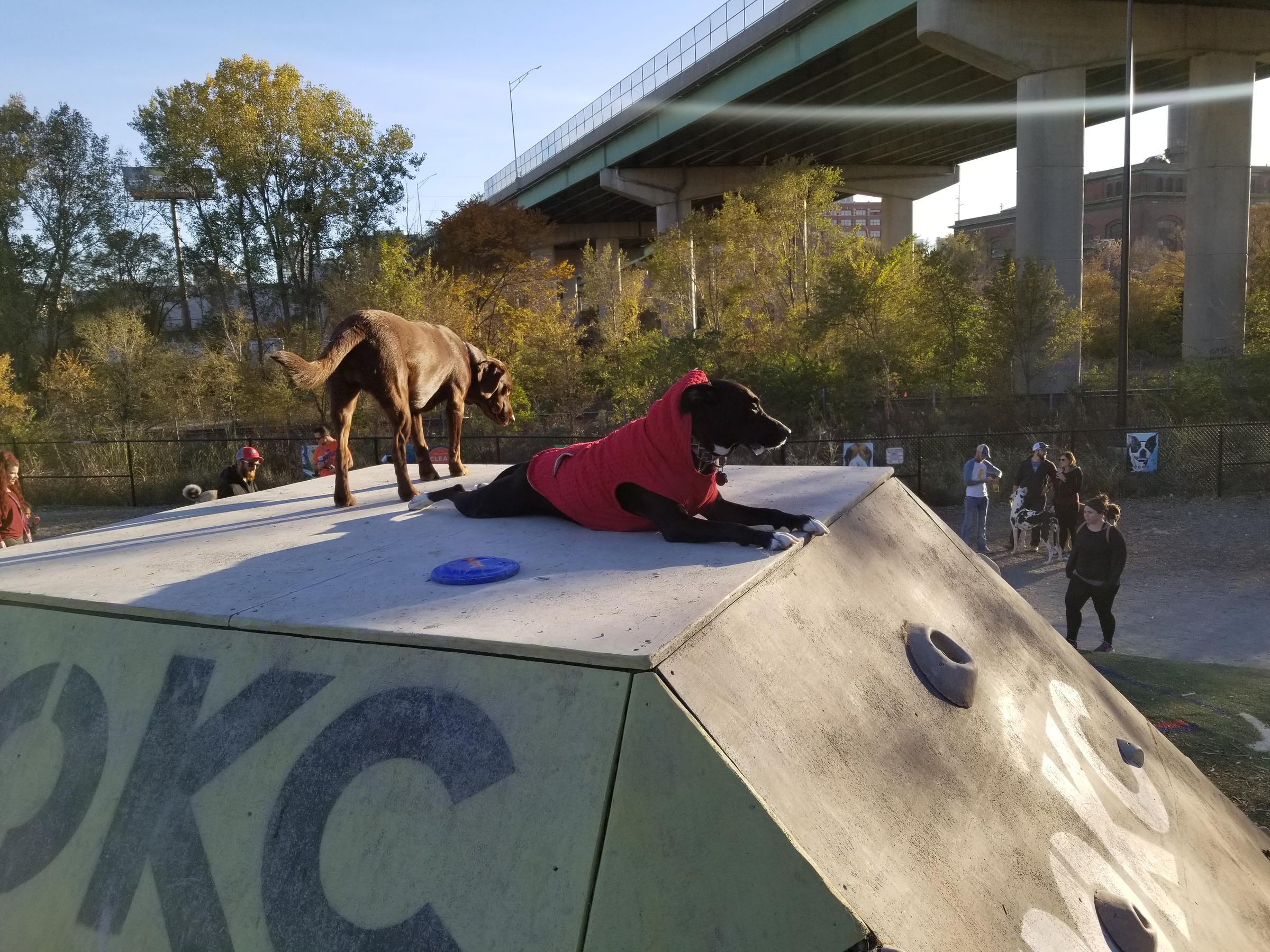 Bar K Dog Bar  Kansas City on Instagram: It's that time of year again!  Can't wait to see all the pups in their favorite team's jersey today. Bar K  is the