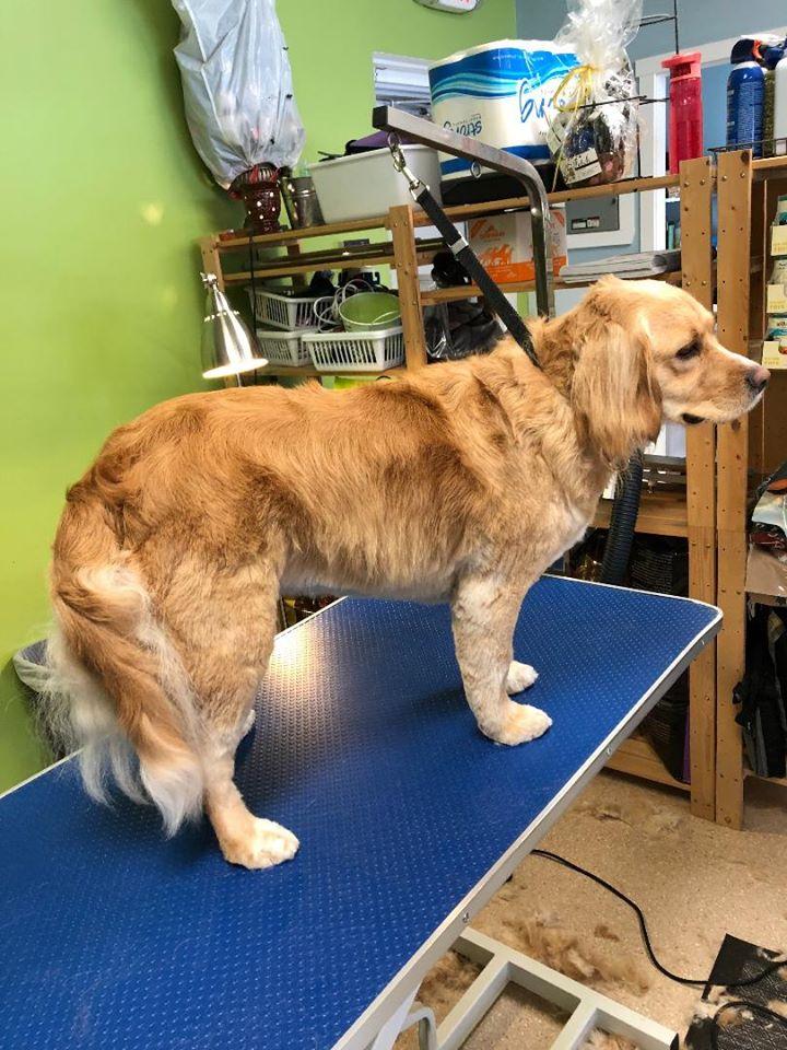 Pet Friendly Fetch Dog Grooming & Boutique