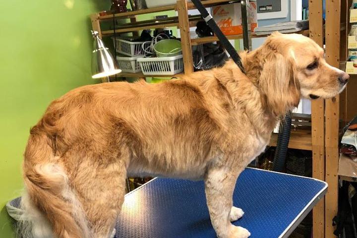Pet Friendly Fetch Dog Grooming & Boutique