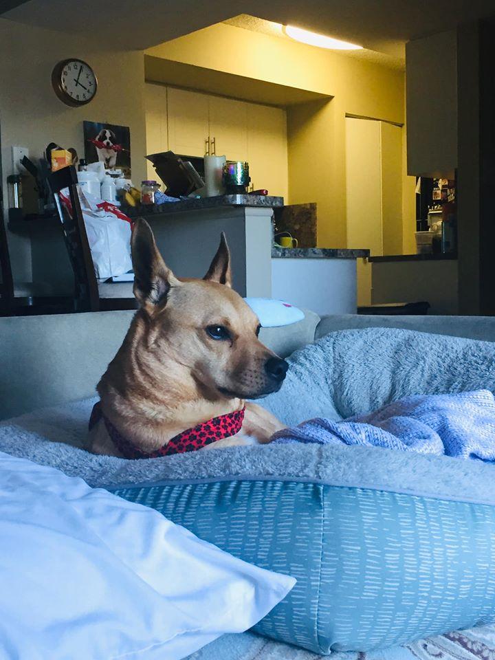 Smooch Your Pooch Petsitting Service, LLC