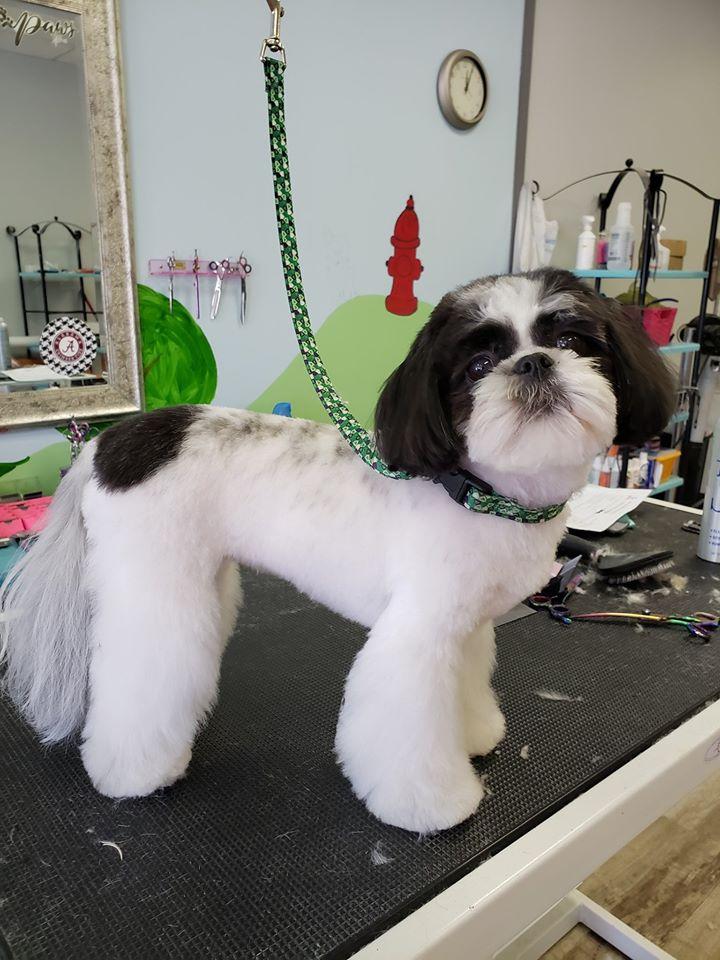 shaggy chic pet grooming