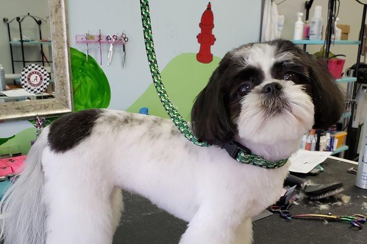 Pet Friendly Shaggy Chic Pet Grooming