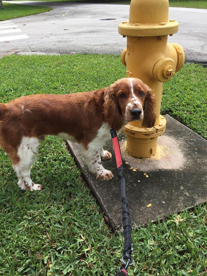 Smooch Your Pooch Petsitting Service, LLC