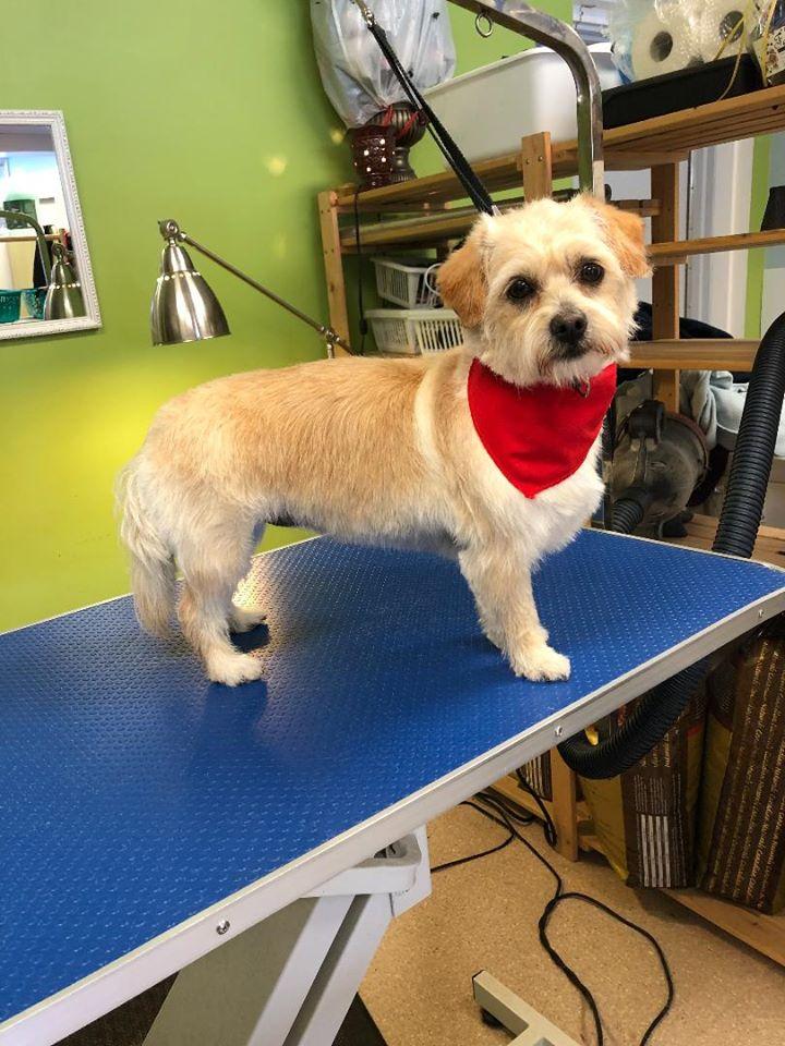 fetch dog groomer