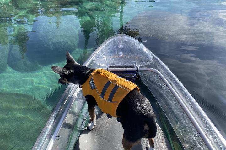 Dog online friendly tahoe