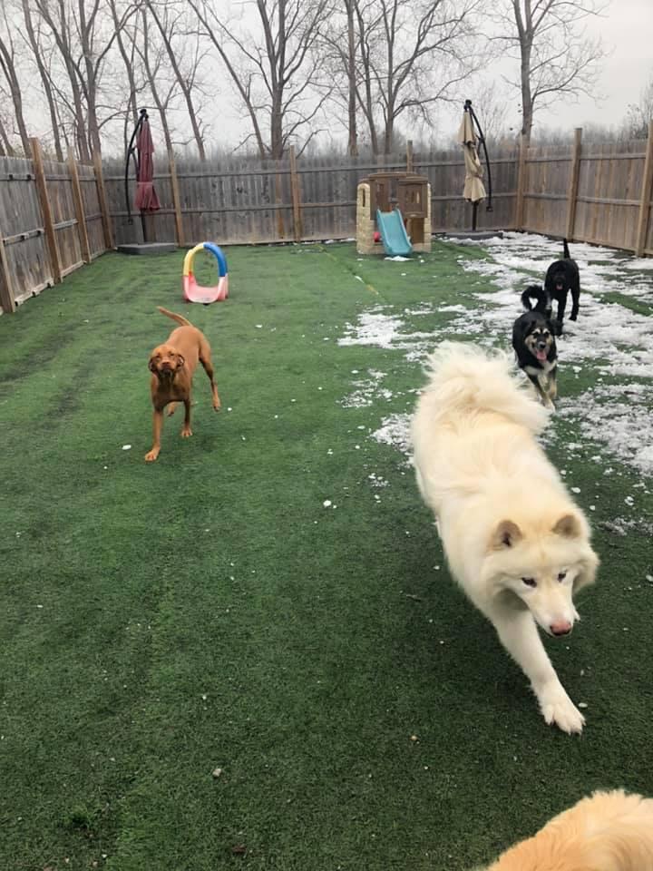 Pet Friendly K-9 Funhouse Doggy Day Care & Grooming