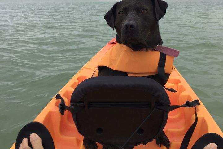 Pet Friendly Kayak Marco