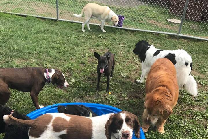 Pet Friendly Dog Wild Canine Supply