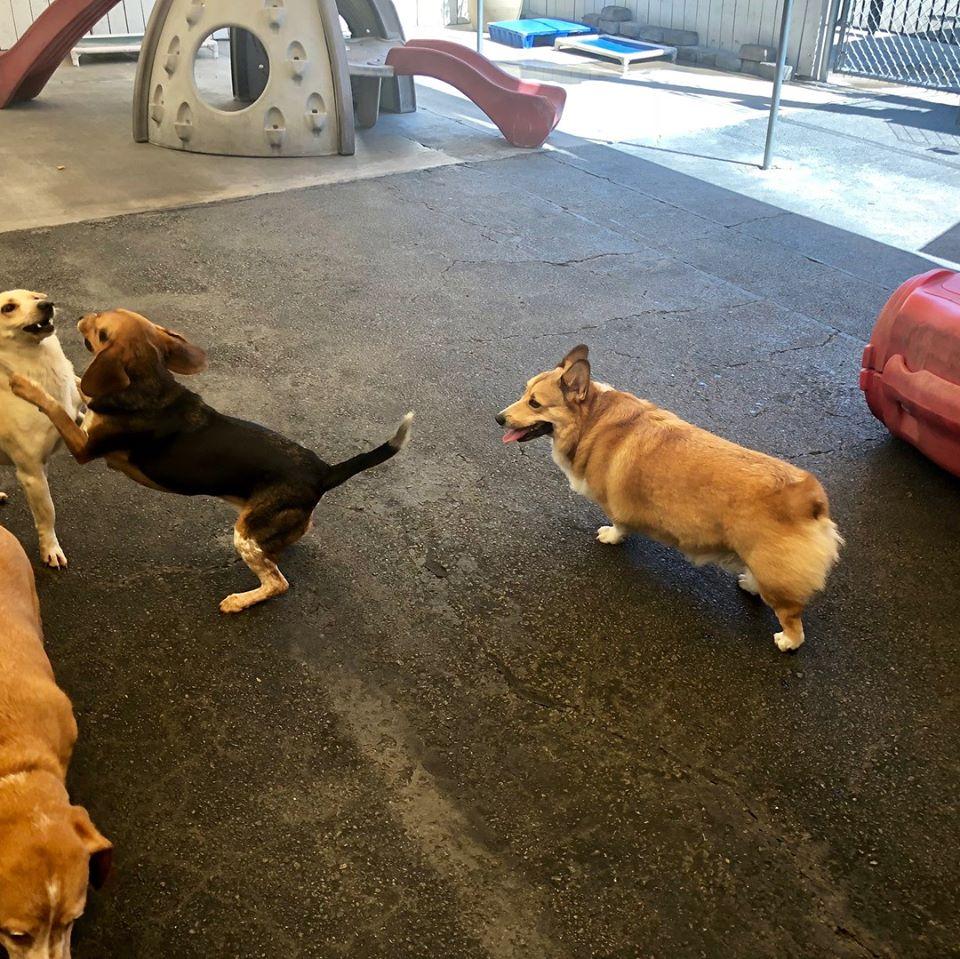 Directory of Doggie Daycare Boarding in Beaumont CA BringFido