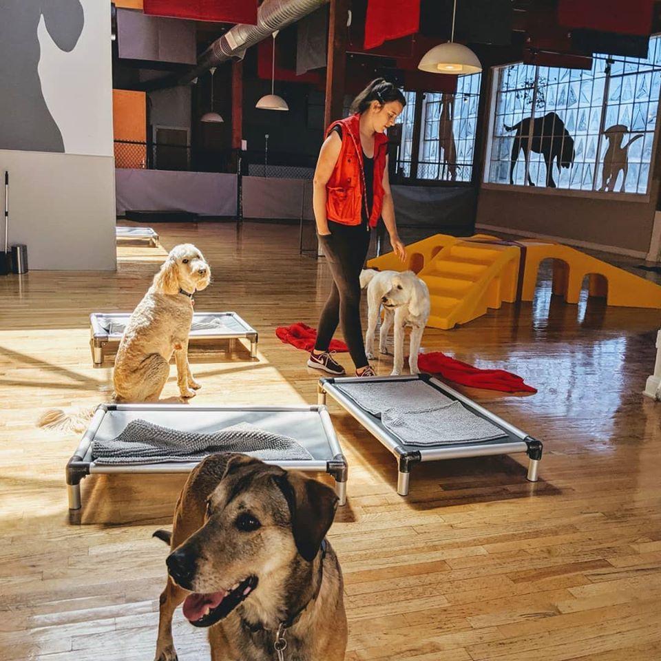 Pet Friendly Downtown Dog Lounge