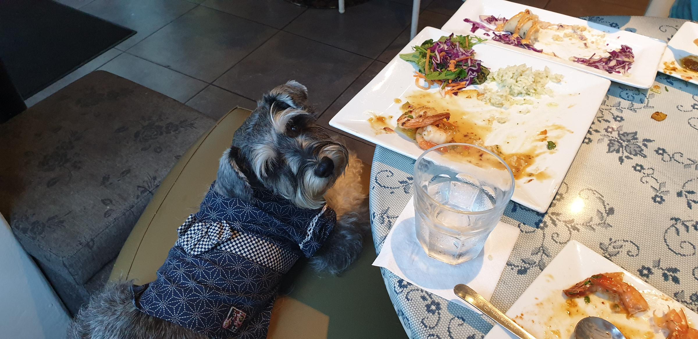 Dog Friendly Restaurants in San Juan, PR BringFido