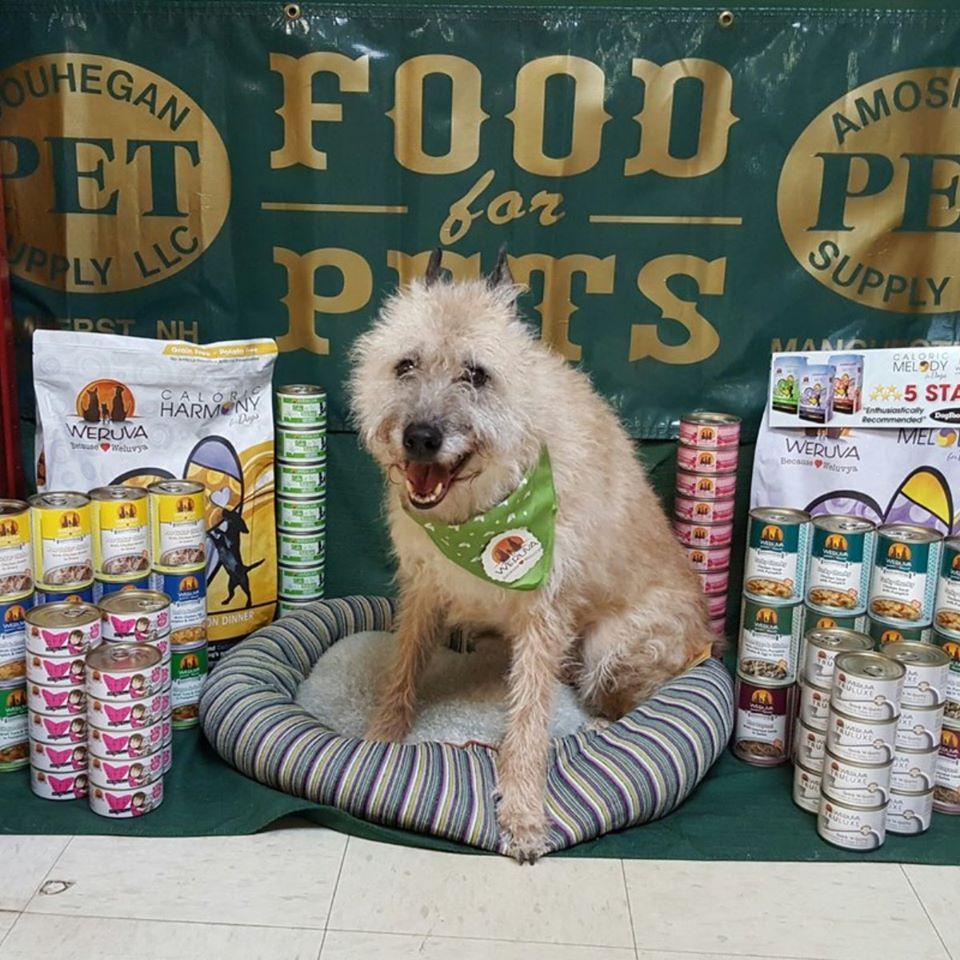 Pet Friendly Food For Pets