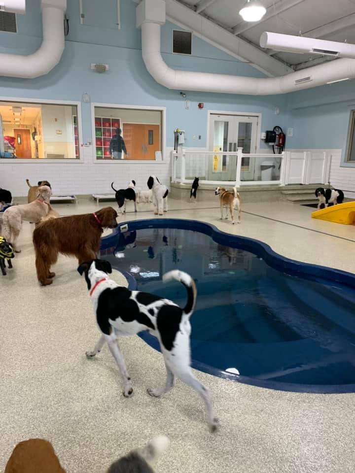 Dog daycare 2024 near me