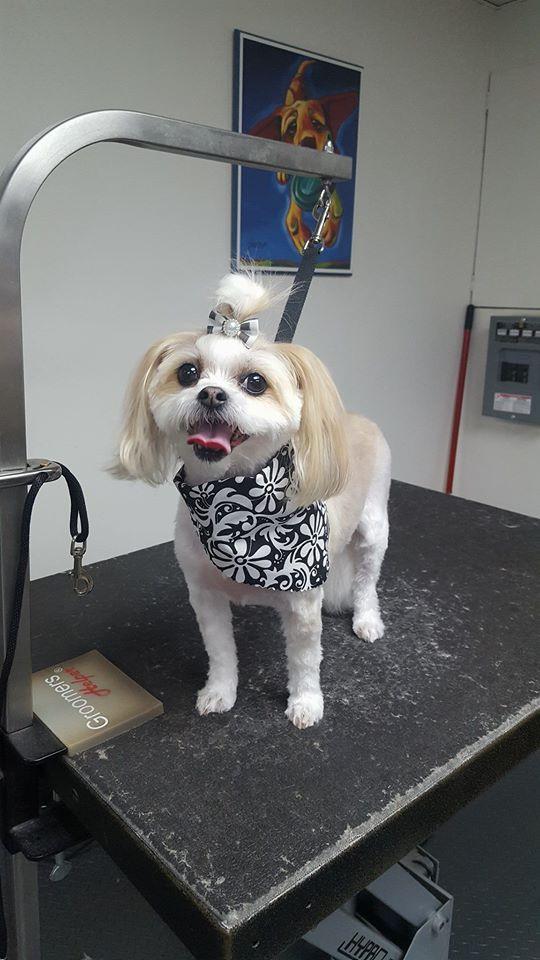 Pet Friendly Doggie Do'little Pet Salon, Spa & Boutique