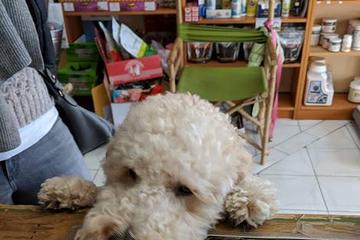 Directory Of Pet Stores In Granby Ct Bringfido