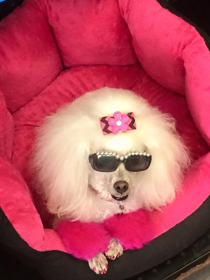 LaunderPet Bixby Knolls