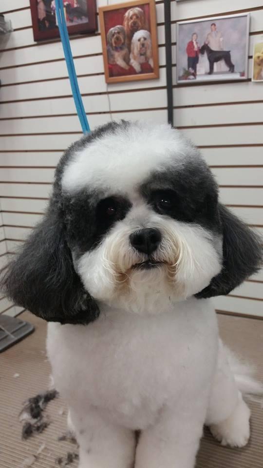 Pet Friendly Wags & Whiskers Dog Grooming
