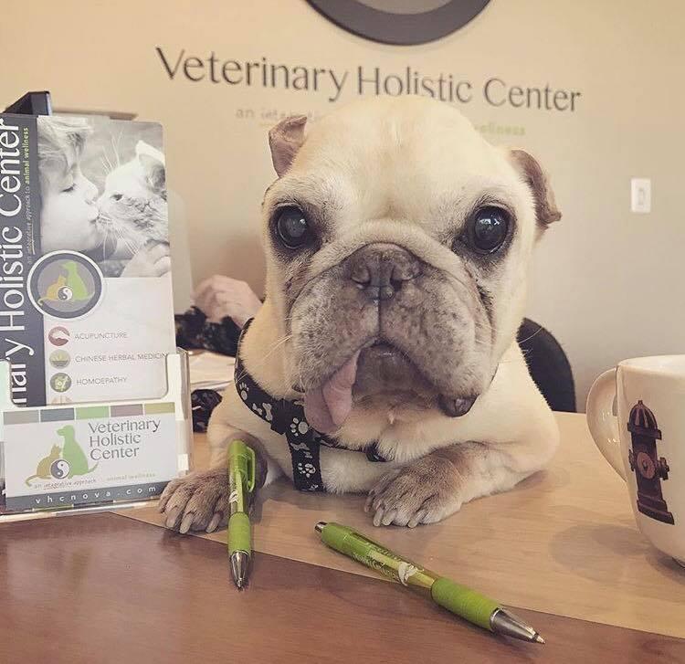 Pet Friendly Veterinary Holistic Care