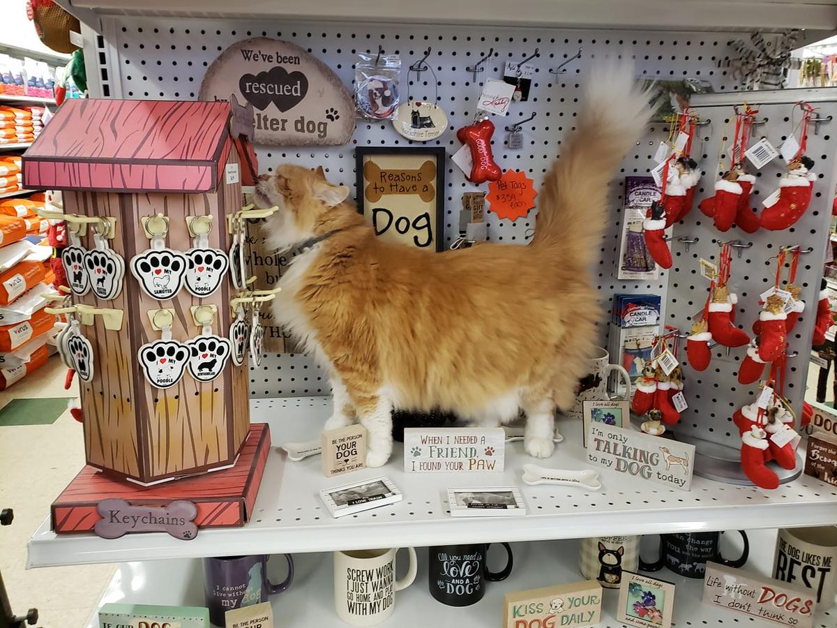 Village Pet Supplies Gifts