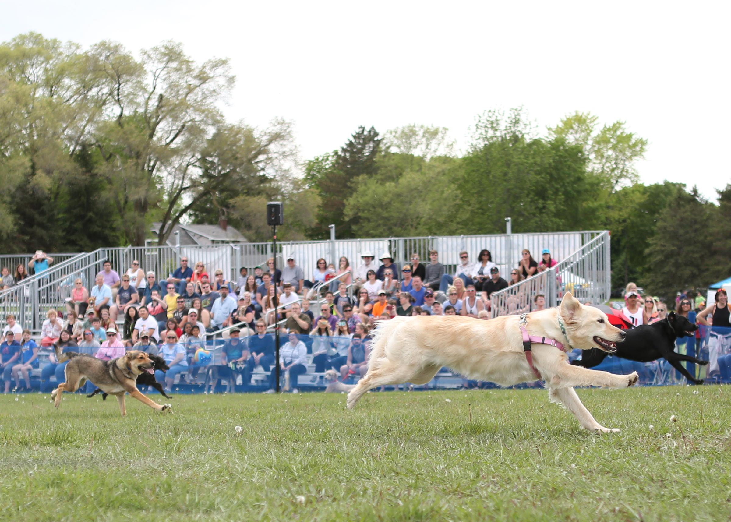 Frankenmuth Dog Bowl