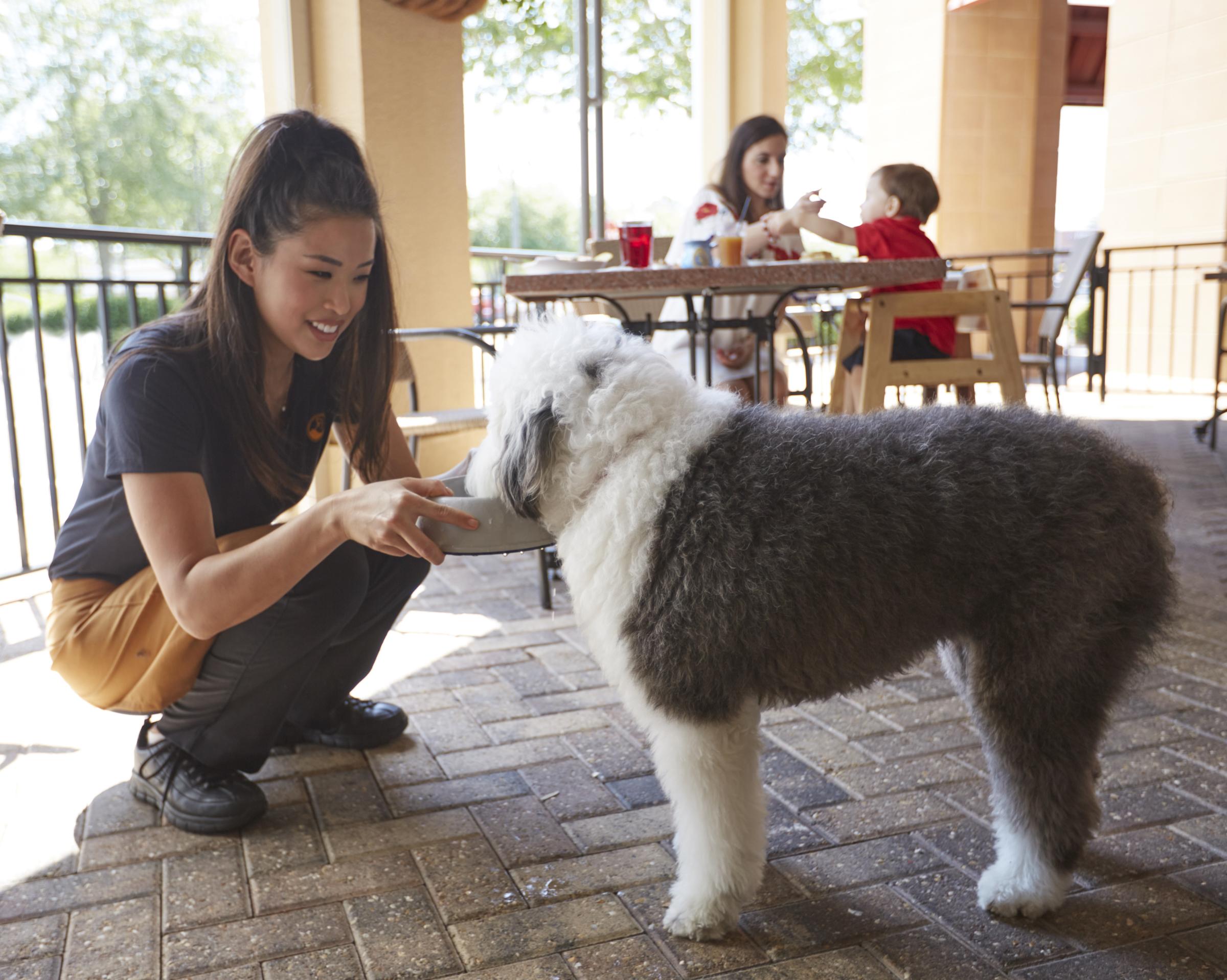 are dogs allowed in restaurants in kansas