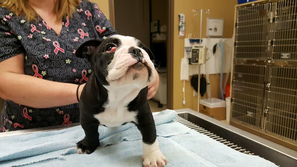 Animal Emergency Hospital of Redmond