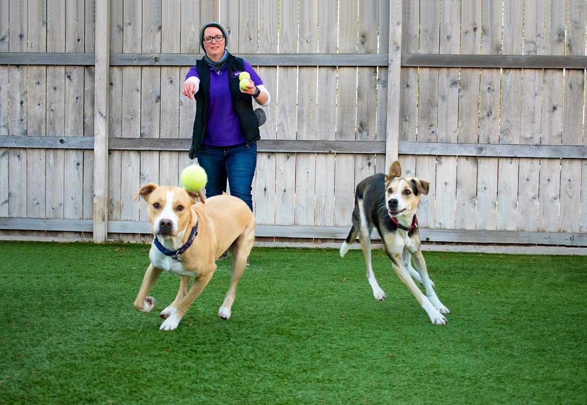 Directory of Doggie Daycare Boarding in Hartford WI BringFido