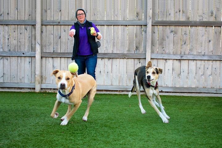 Pet Friendly Central Bark Doggy Day Care Downtown