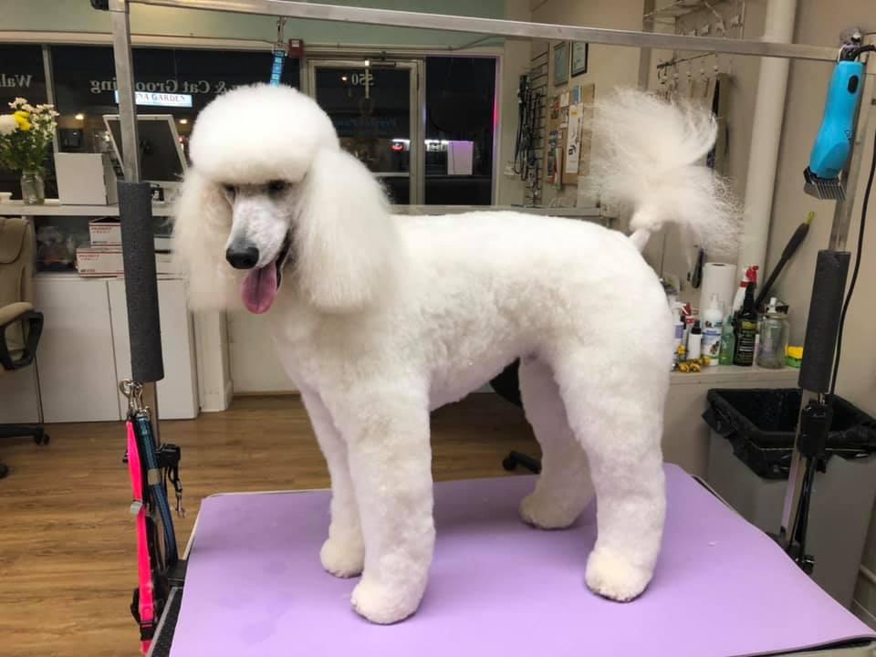 Cumberland 2024 poodle parlor