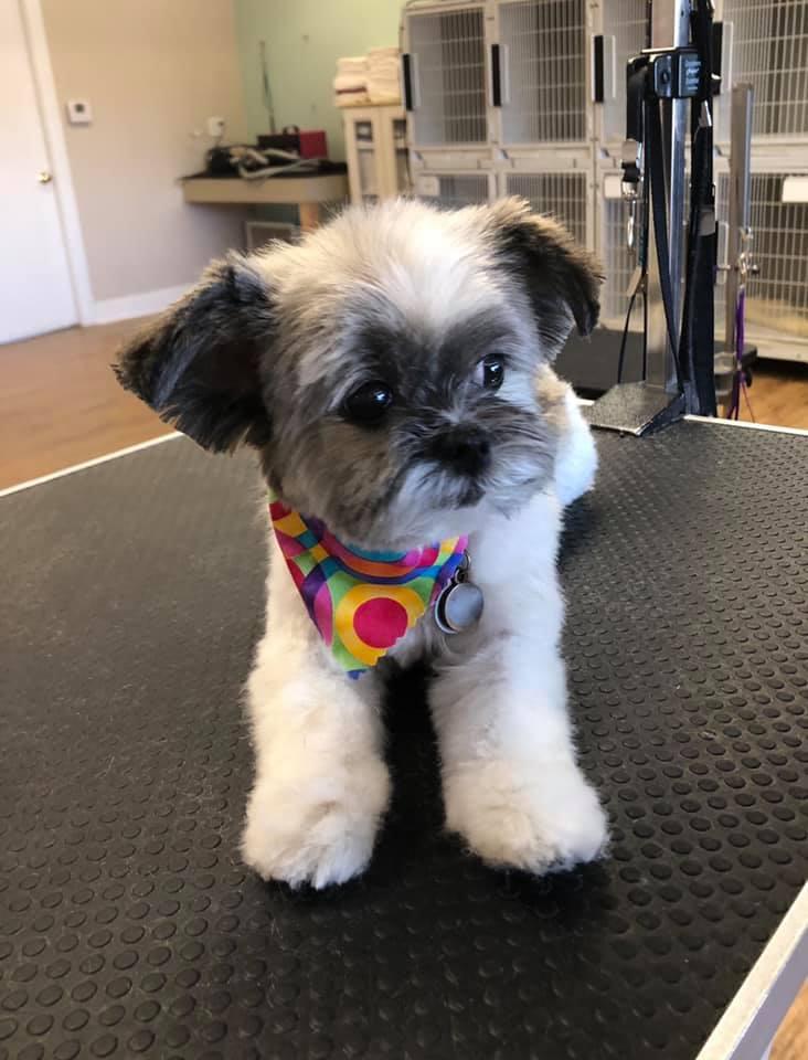 perfect paws pet spa