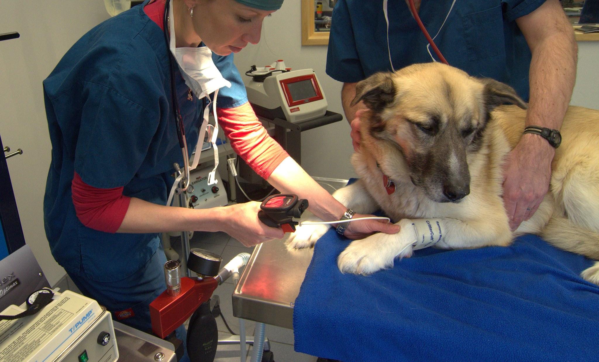 Pet Friendly Alpine Veterinary Medical Center