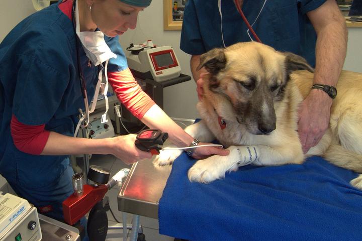 Pet Friendly Alpine Veterinary Medical Center