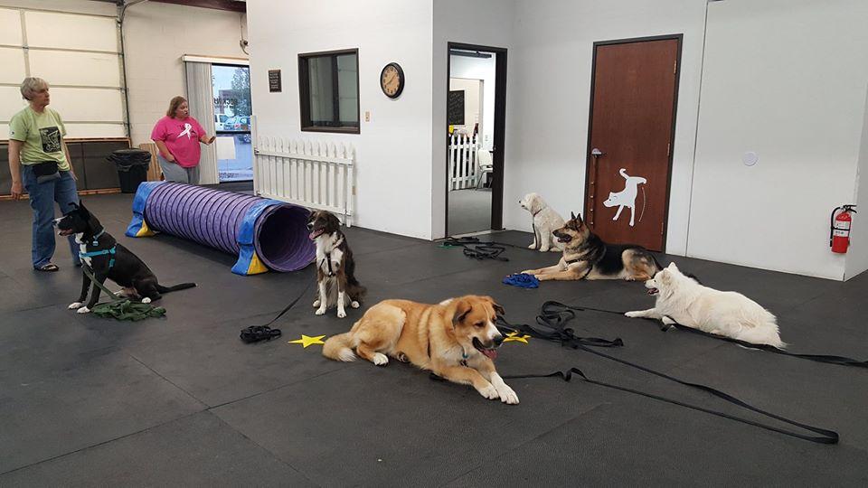 Pet Friendly Rockin' E Dog Training & Consulting