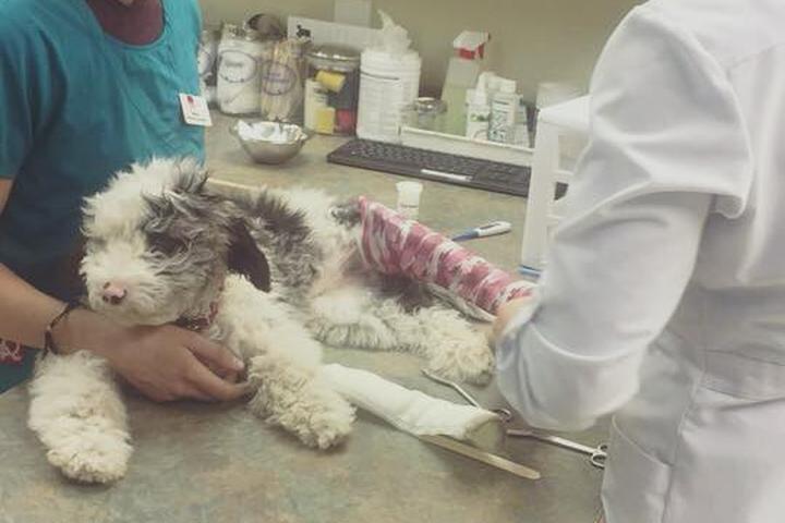 Directory of Veterinarians in Nelson, BC - BringFido Directory of Veterinarians in Nelson, BC - BringFido