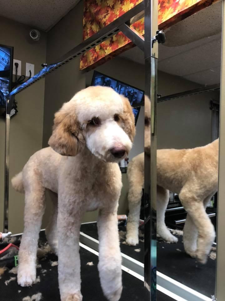 Daphne's sales pet grooming