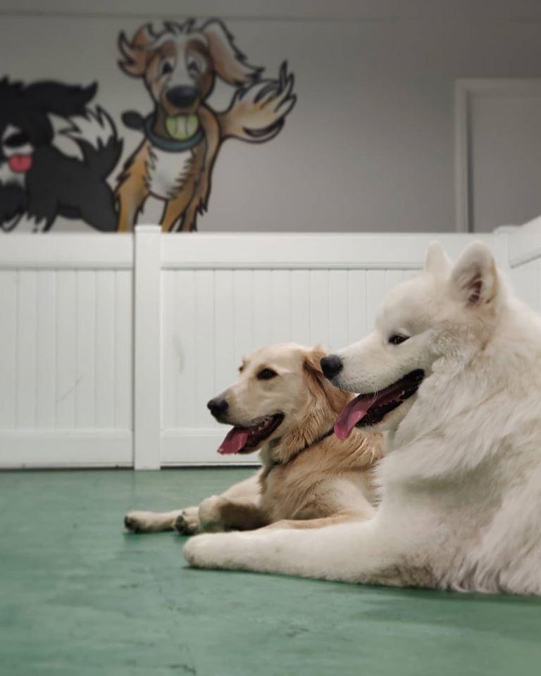 dog resort hollywood