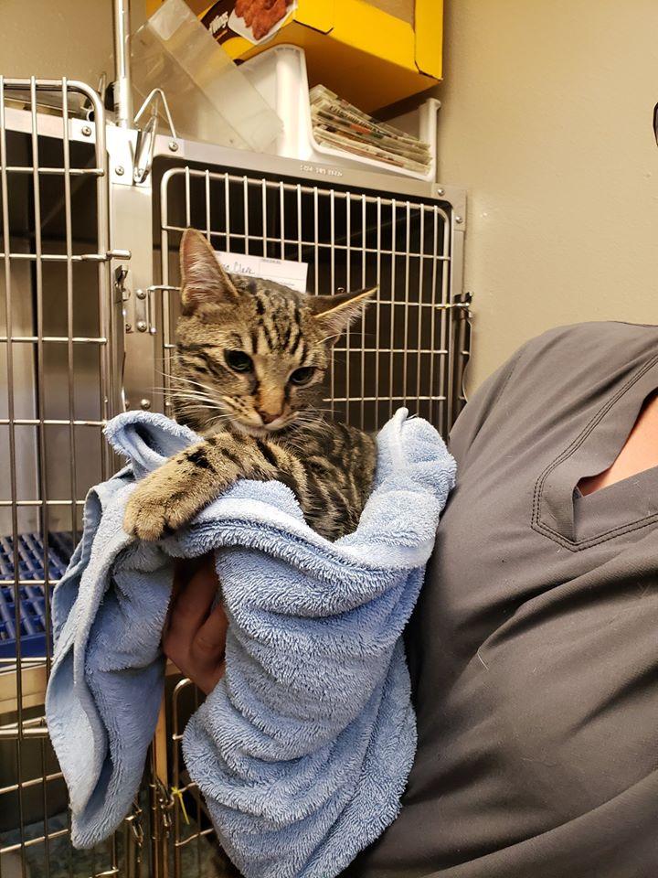 li veterinary specialists